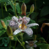 Tricyrtis hirta, Lodden tudselilje