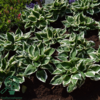 Hosta hybrid 'Patriot', Funkia