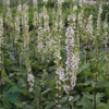 Verbascum chaixii 'Wedding Candles', Kongelys