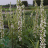 Verbascum chaixii 'Wedding Candles', Kongelys