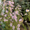 Aster vimineus 'Lovely', Aster