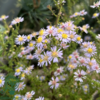 Aster vimineus 'Lovely', Aster