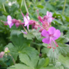 Geranium macrorrhizum, Storkenæb