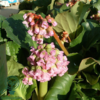 Bergenia cordifolia, Kæmpe-Stenbræk