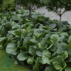 Bergenia cordifolia, Kæmpe-Stenbræk