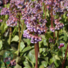 Bergenia cordifolia, Kæmpe-Stenbræk