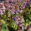 Bergenia cordifolia, Kæmpe-Stenbræk