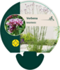 Verbena bonariensis, Kæmpejernurt