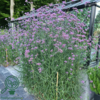 Verbena bonariensis, Kæmpejernurt C0,8