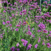 Verbena bonariensis, Kæmpejernurt C0,8