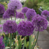 Allium aflatunense 'Purple Sensation', Prydløg