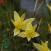 Hemerocallis citrina, Daglilje