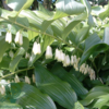 Polygonatum multiflorum, Storkonval