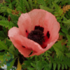 Papaver orientale 'Prinzessin Victoria Louise', Kæmpevalmue