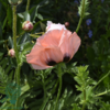 Papaver orientale 'Prinzessin Victoria Louise', Kæmpevalmue