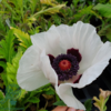 Papaver orientale 'Royal Wedding', Kæmpevalmue