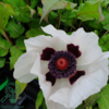 Papaver orientale 'Royal Wedding', Kæmpevalmue