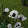 Papaver orientale 'Royal Wedding', Kæmpevalmue