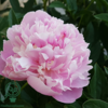 Paeonia lactiflora 'Sorbet', Pæon / silkepæon