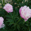Paeonia lactiflora 'Sorbet', Pæon / silkepæon