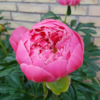 Paeonia lactiflora 'Coral Charm', Pæon / silkepæon
