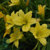 Hemerocallis hybrid 'Green Flutter', Daglilje