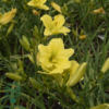 Hemerocallis hybrid 'Green Flutter', Daglilje