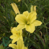 Hemerocallis hybrid 'Green Flutter', Daglilje