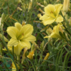 Hemerocallis hybrid 'Green Flutter', Daglilje