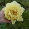 Paeonia itoh-hybrid 'Bartzella' (Træpæon), Pæon / bonderose / Træpæon