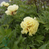 Paeonia itoh-hybrid 'Bartzella' (Træpæon), Pæon / bonderose / Træpæon