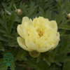 Paeonia itoh-hybrid 'Bartzella' (Træpæon), Pæon / bonderose / Træpæon