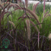 Pennisetum x advena 'Rubrum' ej hårdfør, Lampepudsergræs