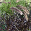 Pennisetum x advena 'Rubrum' ej hårdfør, Lampepudsergræs