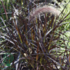 Pennisetum x advena 'Rubrum' ej hårdfør, Lampepudsergræs