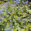 Brunnera macrophylla 'Jack Frost' Heartleaf Brunnera, Siberian Bugloss, Kærmindesøster