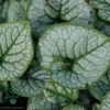 Brunnera macrophylla 'Jack Frost' Heartleaf Brunnera, Siberian Bugloss, Kærmindesøster