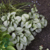 Brunnera macrophylla 'Jack Frost' Heartleaf Brunnera, Siberian Bugloss, Kærmindesøster