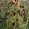 Sanguisorba officinalis 'Tanna', Lægekvæsurt