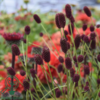Sanguisorba officinalis 'Tanna', Lægekvæsurt