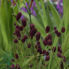 Sanguisorba officinalis 'Tanna', Lægekvæsurt