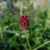 Sanguisorba officinalis 'Tanna', Lægekvæsurt