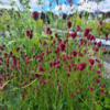 Sanguisorba officinalis 'Tanna', Lægekvæsurt