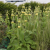 Phlomis russelliana, Gul Løvehale