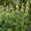 Phlomis russelliana, Gul Løvehale