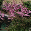 Astilbe arendsii-hybrid 'Cattleya', Astilbe