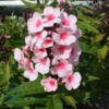 Phlox paniculata 'Bright Eyes', Høstfloks