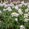 Anemone nemorosa, Anemone