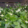Fragaria vesca 'Småland' m. udløbere, Skovjordbær