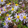 Aster ageratoides 'Asran', Aster/Japansk Aster